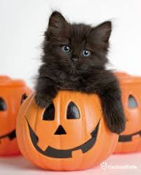 Chat Noir Halloween Cpa Farnham